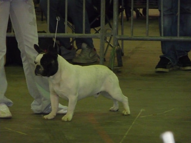 Ckiproko Bcbg Belle Carrure Belle Gueule