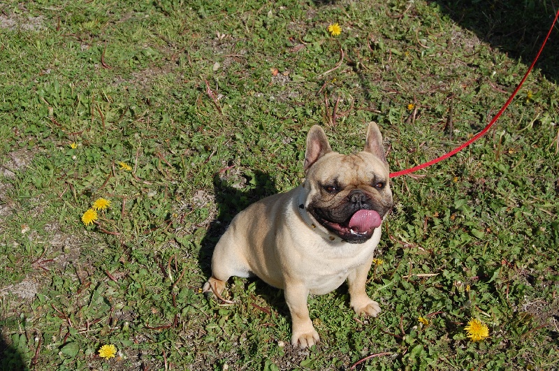 Full brown Bcbg Belle Carrure Belle Gueule