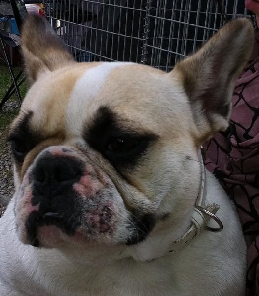 Frénégonde Bcbg Belle Carrure Belle Gueule