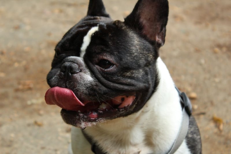 Goliath Bcbg Belle Carrure Belle Gueule