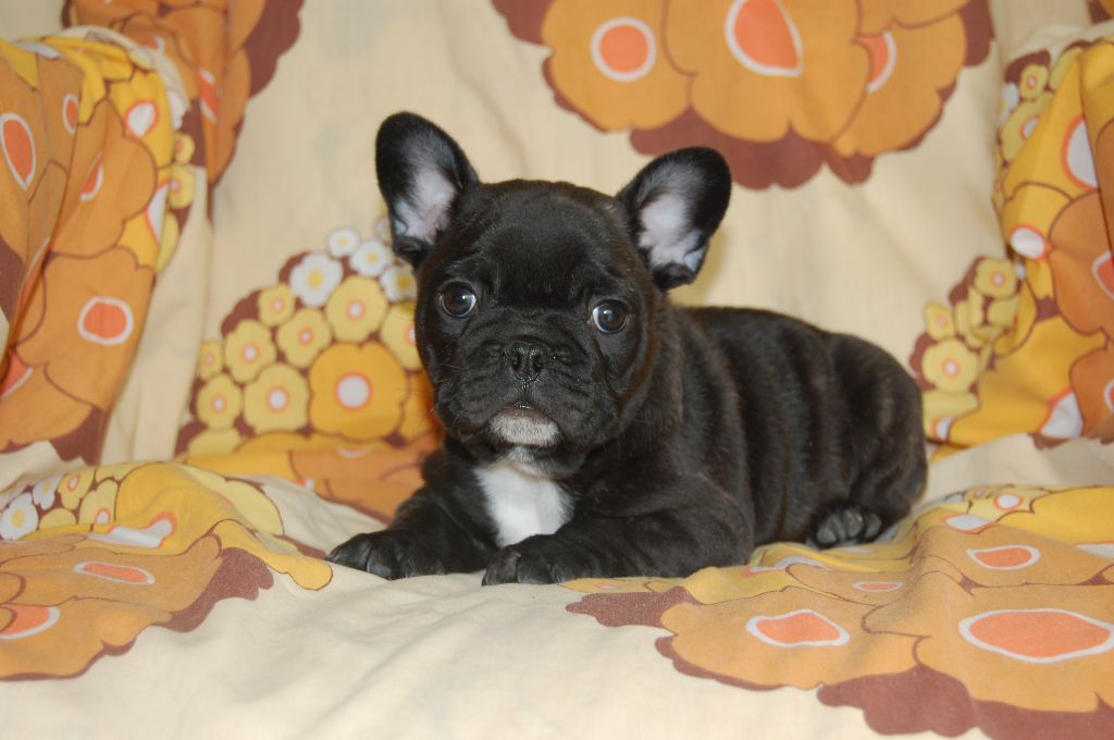 Nardéchoix premier Bcbg Belle Carrure Belle Gueule