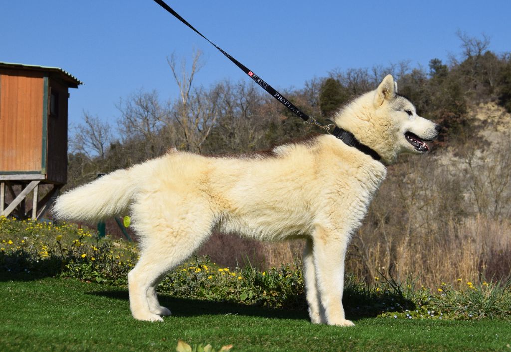 Tundra Bcbg Belle Carrure Belle Gueule