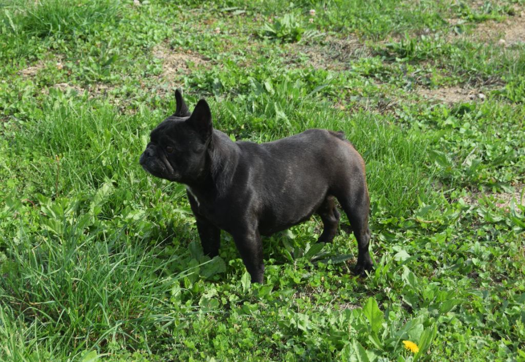 Utopia Bcbg Belle Carrure Belle Gueule