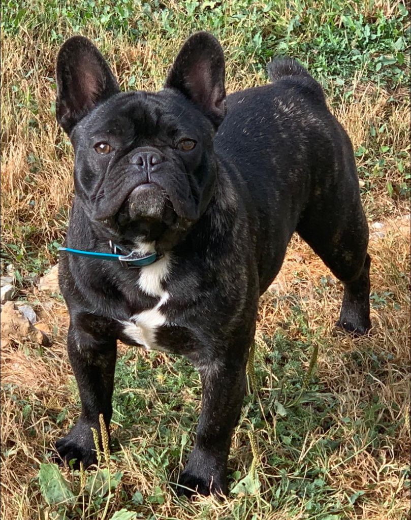 Vvolfgang amadeus mozart Bcbg Belle Carrure Belle Gueule