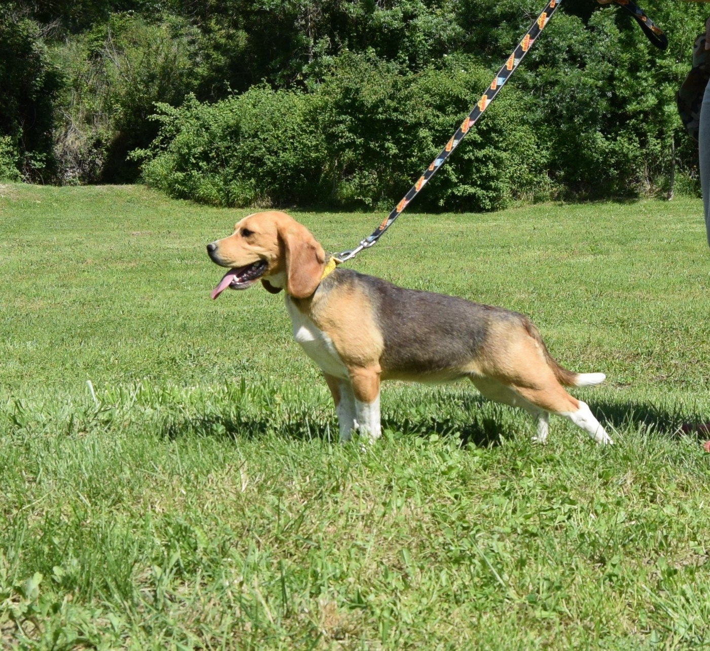 Vaïana Bcbg Belle Carrure Belle Gueule