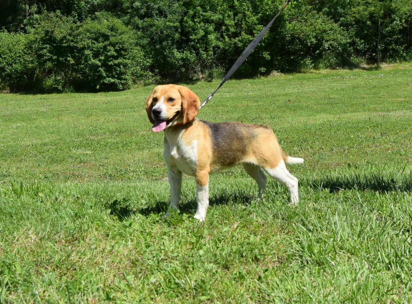 Valkyrie Bcbg Belle Carrure Belle Gueule