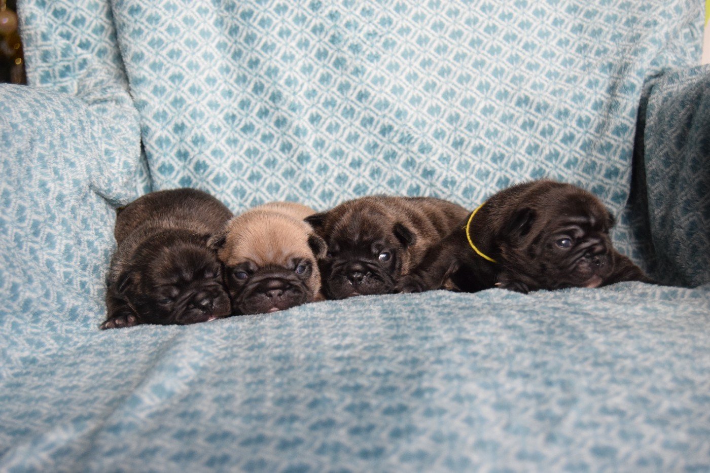 Bcbg Belle Carrure Belle Gueule - Ils ont ouvert les yeux!