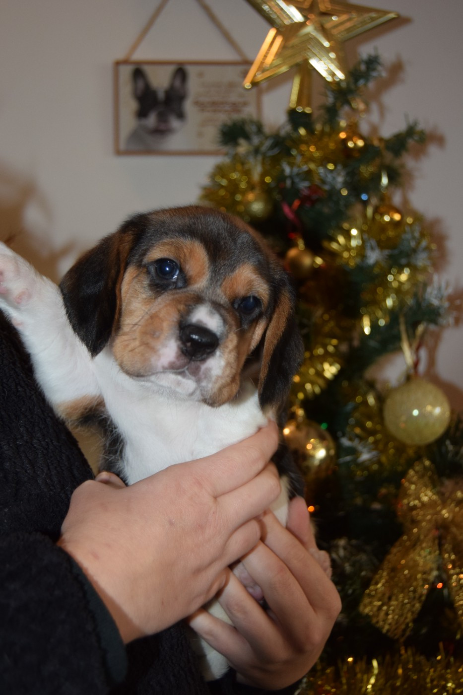 Photos des bébés !