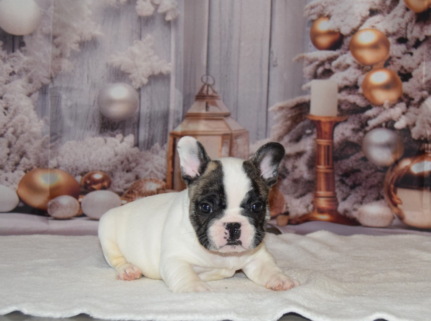 Bcbg Belle Carrure Belle Gueule - Nouvelle séance photo des chiots Bouledogues