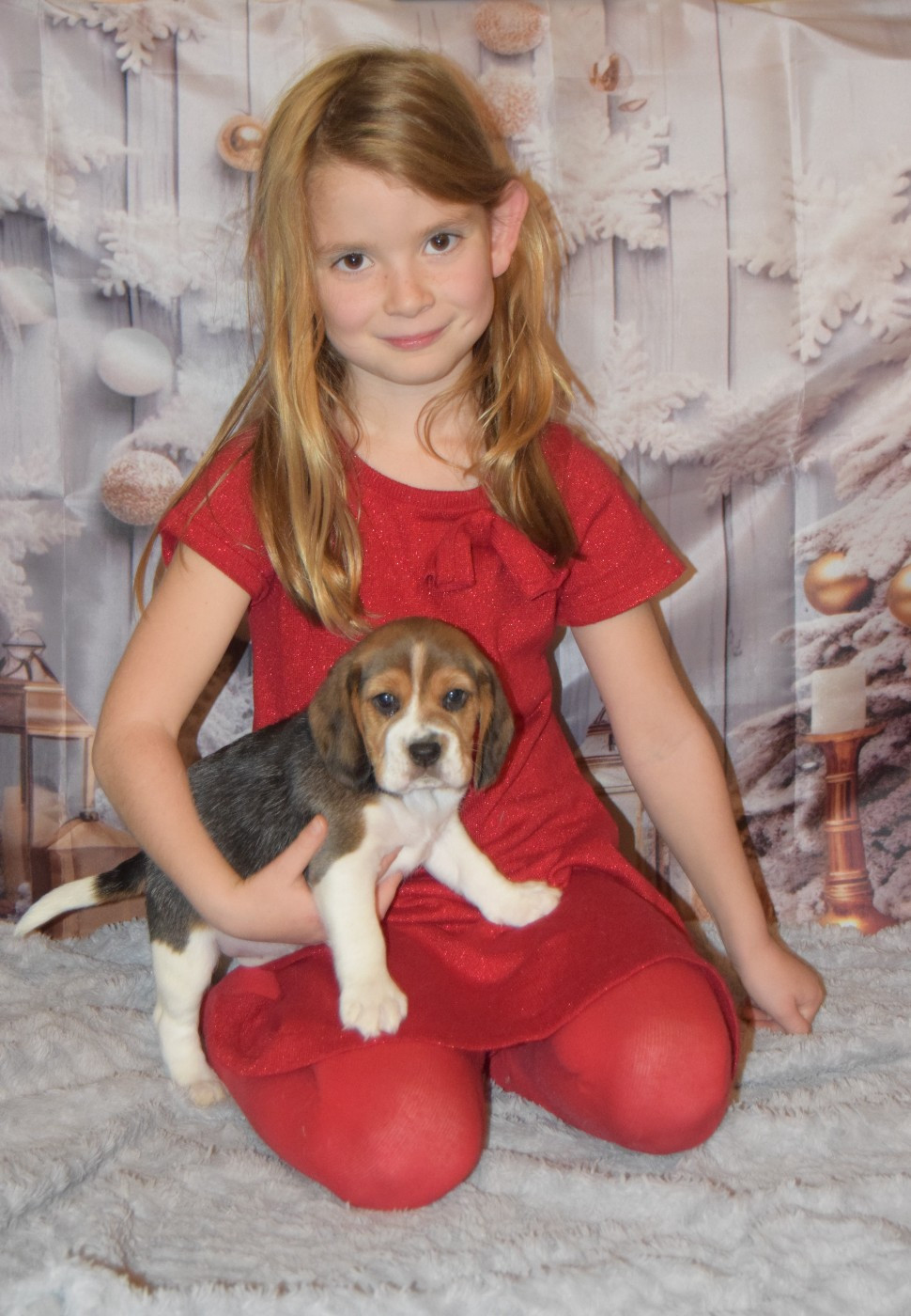 Nouvelle séance photo des chiots Beagles