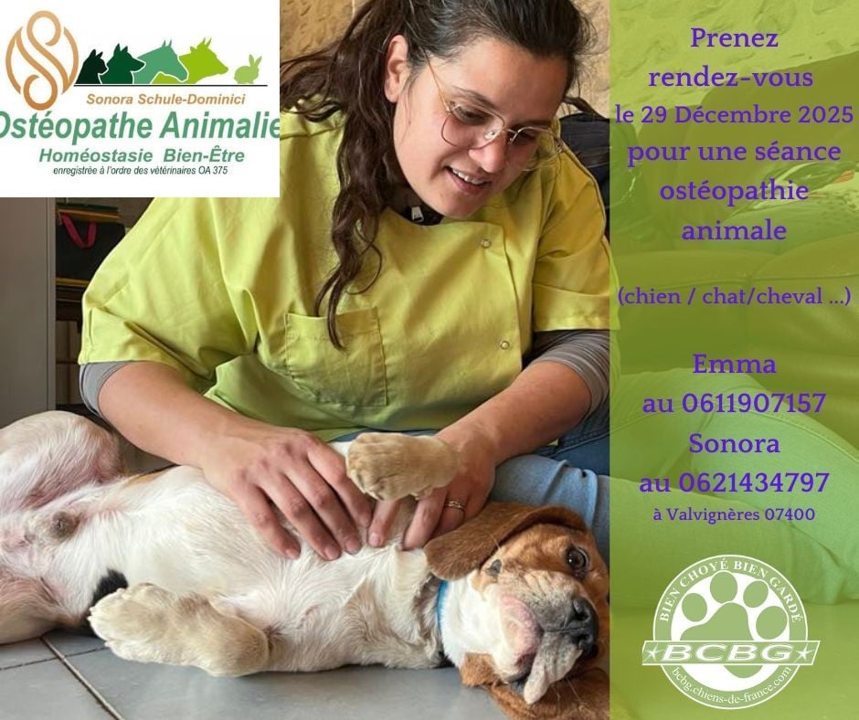 Séance ostéopathie animale
