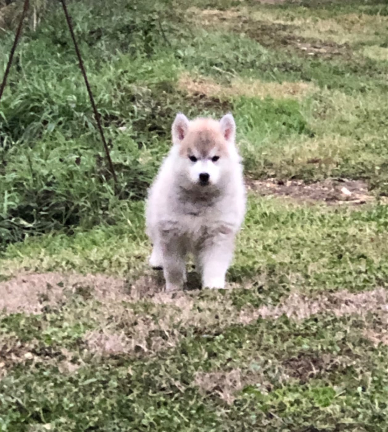 Bcbg Belle Carrure Belle Gueule - Nouvelle photo femelle disponible