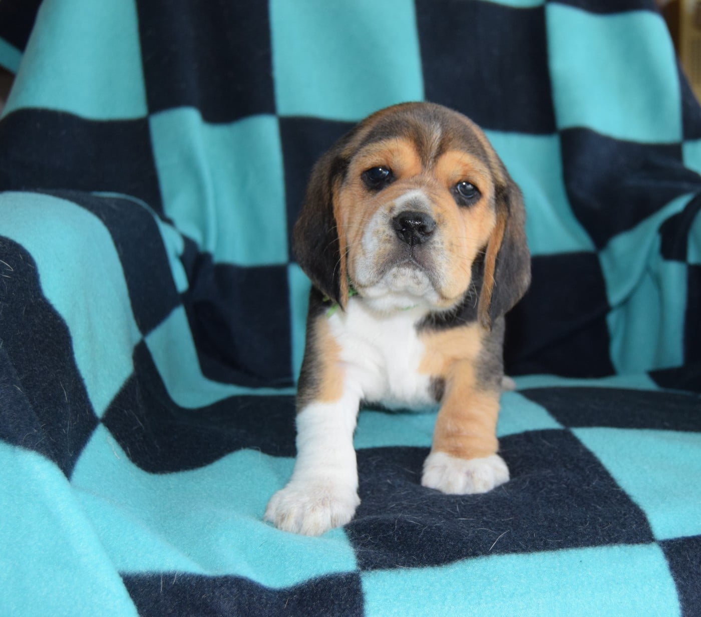 Bcbg Belle Carrure Belle Gueule - Nouveaux portraits des chiots de Sonnaille