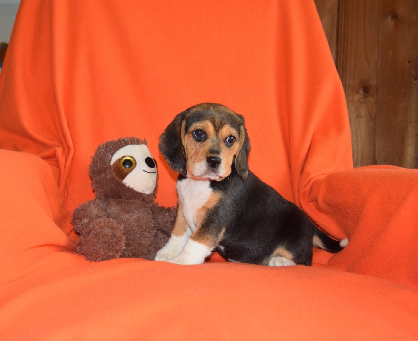 Bcbg Belle Carrure Belle Gueule - Nouvelle séance photo pour les bébés de Sonnaille