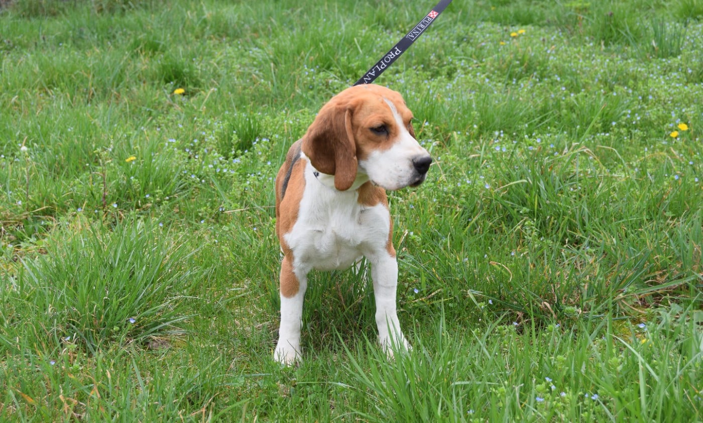 Bcbg Belle Carrure Belle Gueule - Vaudou jolie femelle Beagle en recherche de son foyer pour la vie