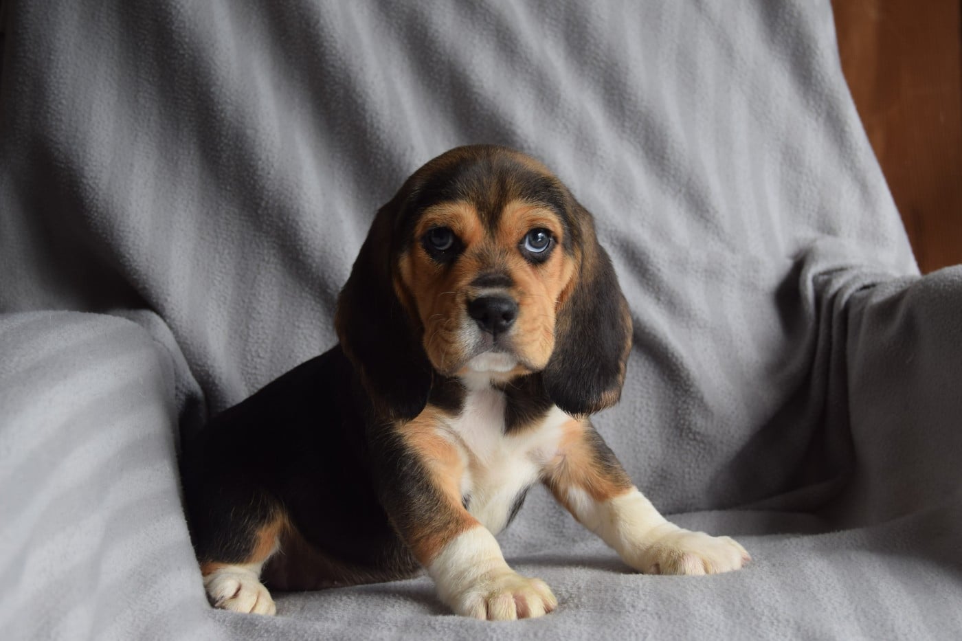 Bcbg Belle Carrure Belle Gueule - Nouvelle séance photo pour les bébés de Sonnaille