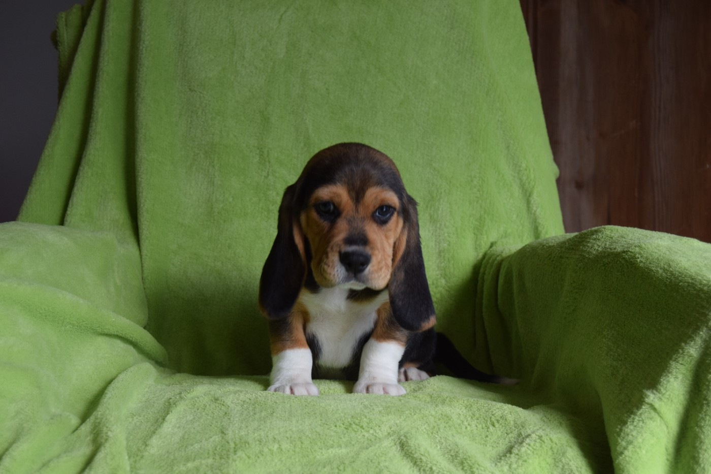 Bcbg Belle Carrure Belle Gueule - Séance photo individuelle