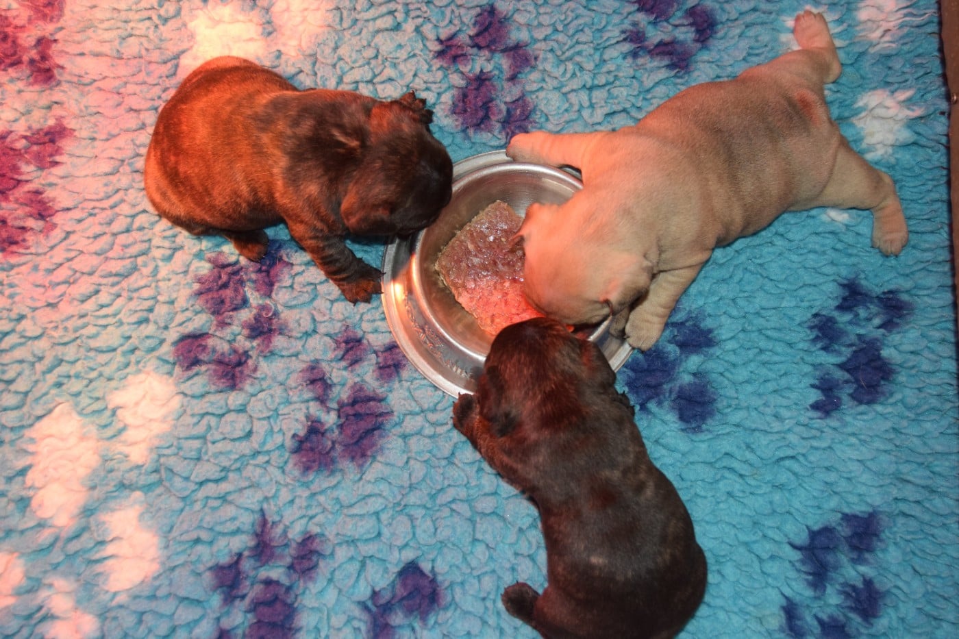 Séance photo pour les chiots de Top!