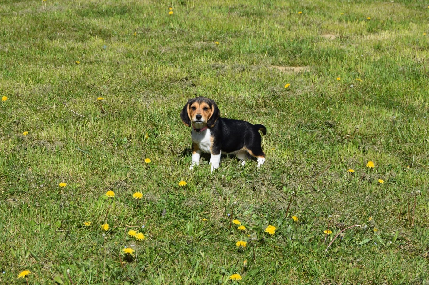 Bcbg Belle Carrure Belle Gueule - Séance en extérieur pour les chiots beagles!