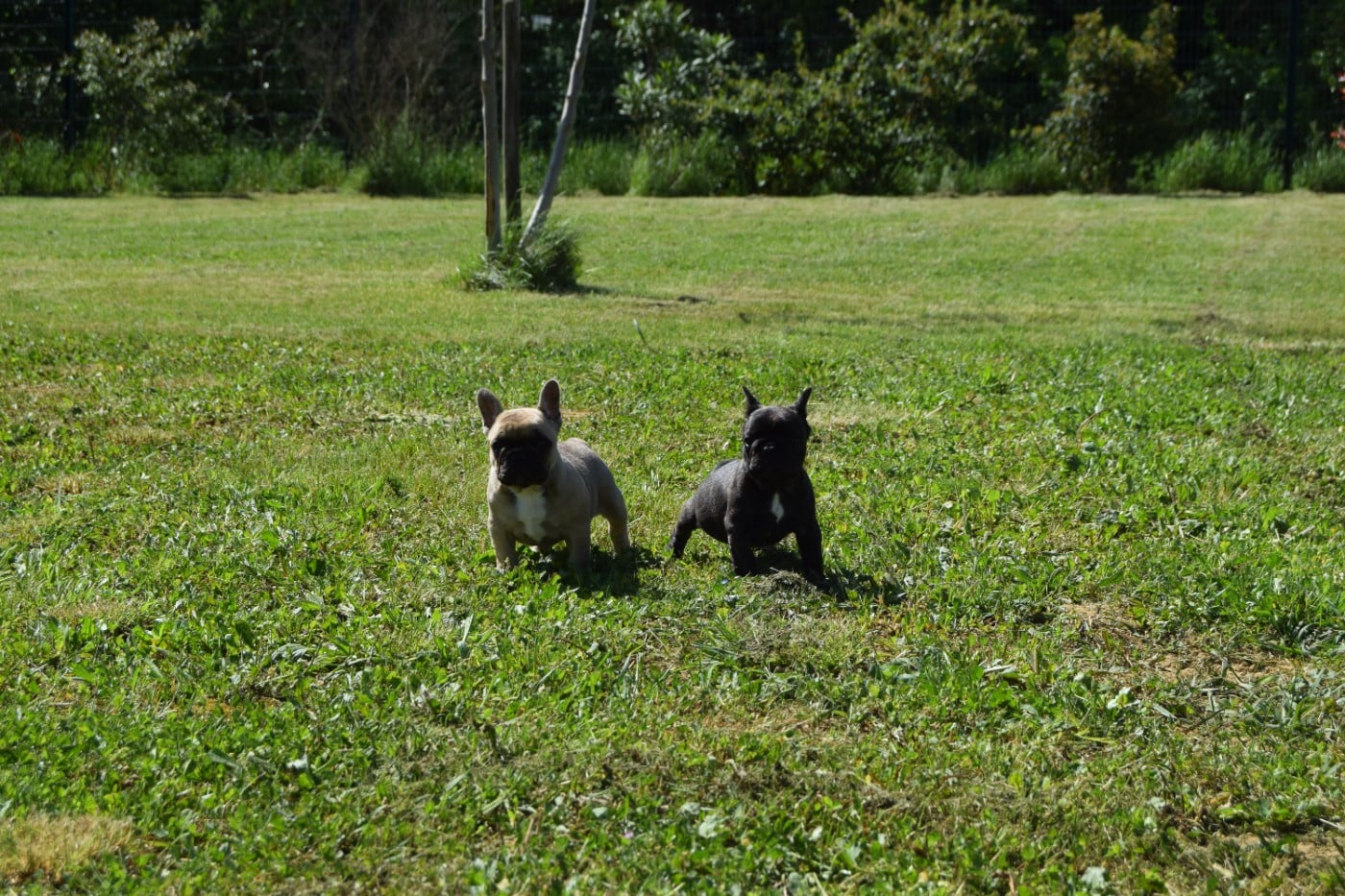 Séance photo pour les chiots Bouledogue en extérieur!