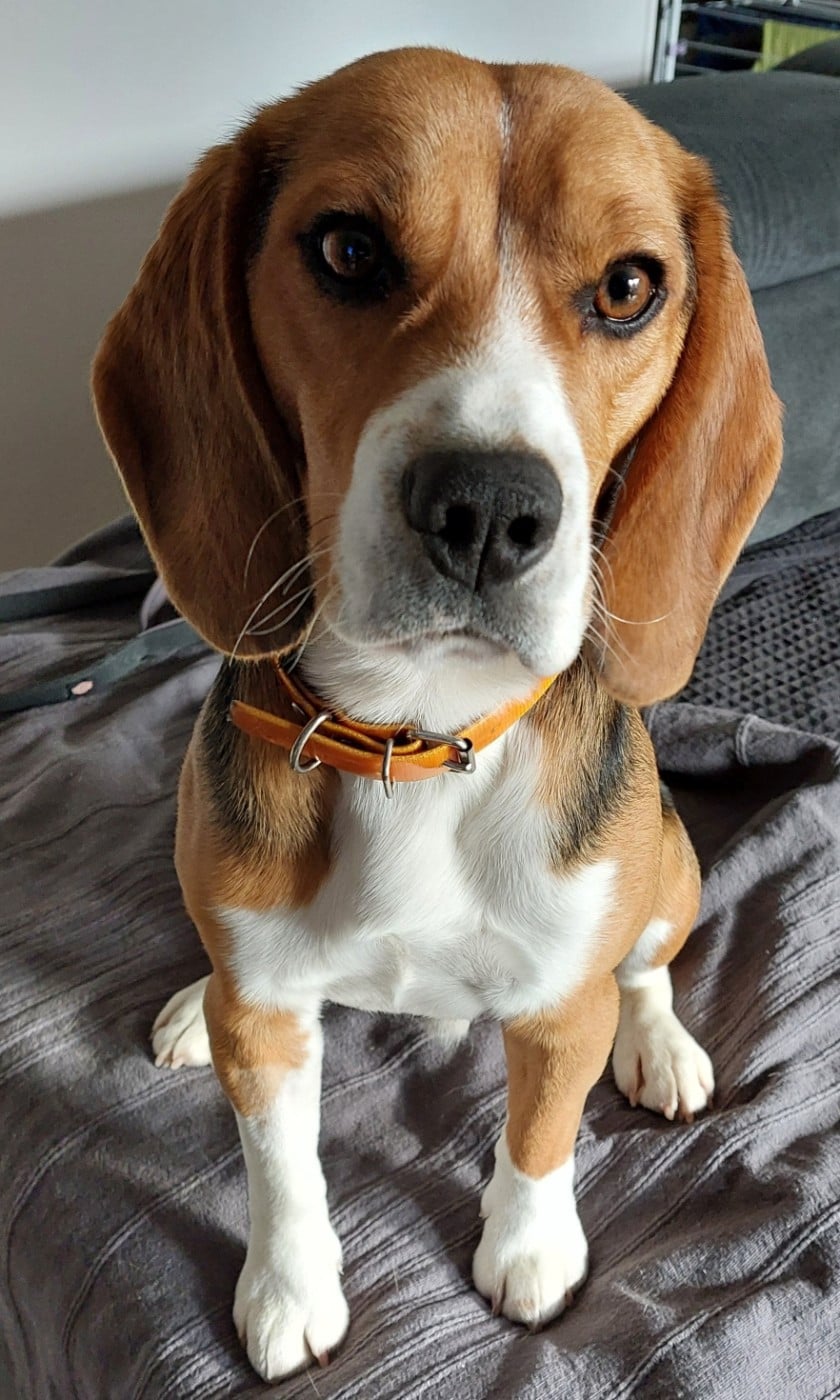 Bcbg Belle Carrure Belle Gueule - Cherche nouveau foyer pour Viggo