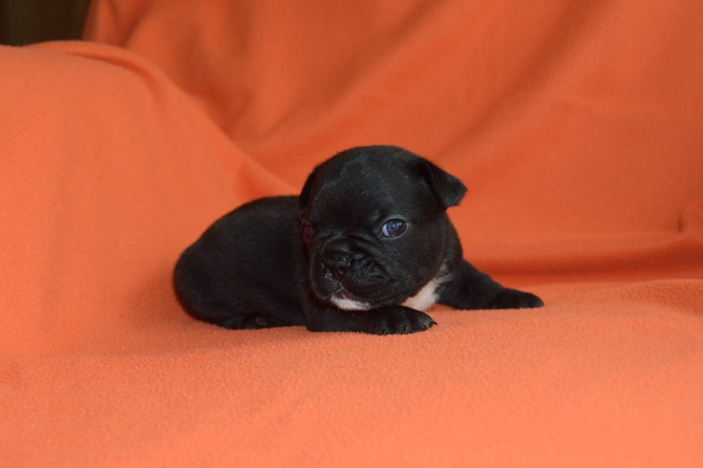 Nouvelle séance photos des chiots Bouledogue