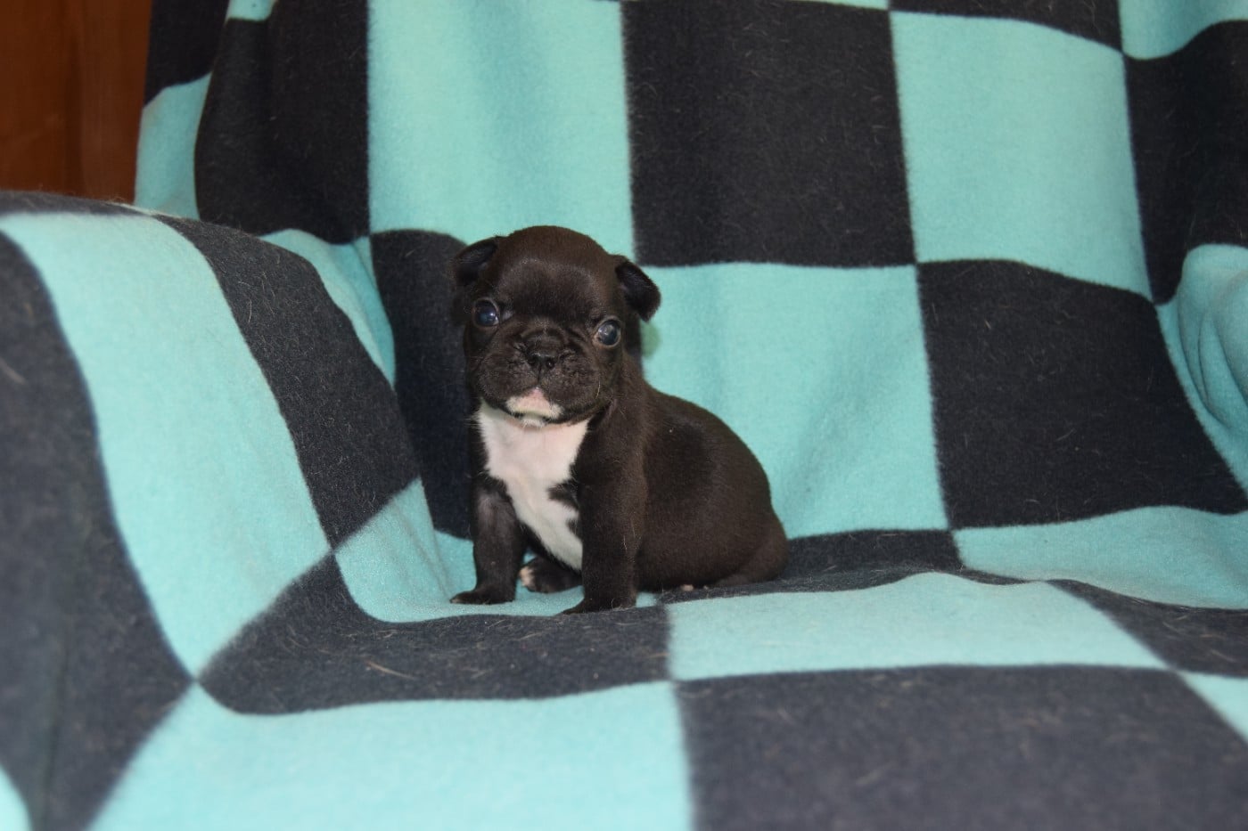 Nouveaux portraits des chiots Bouledogues