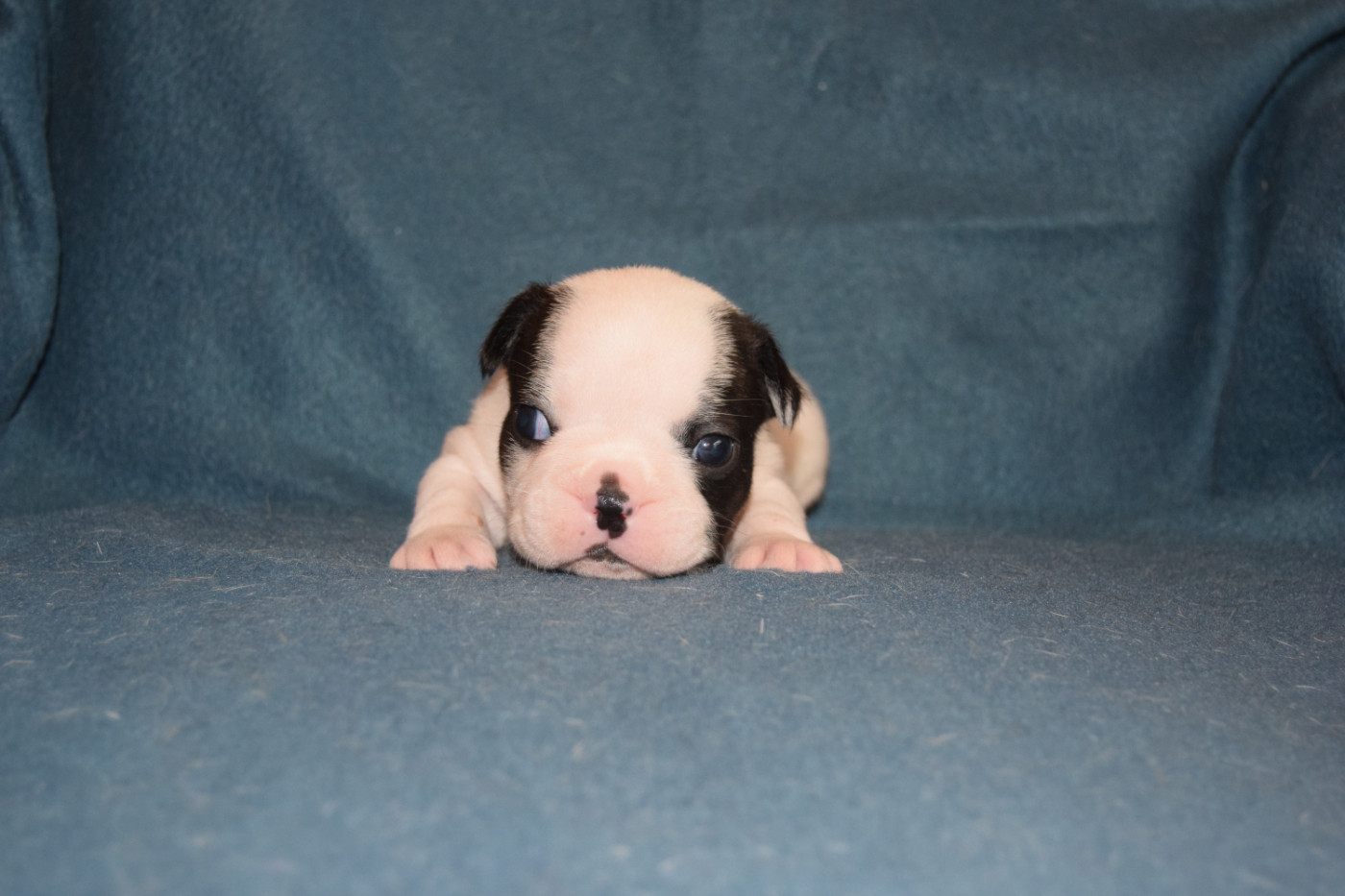 Premiers portraits des bébés !