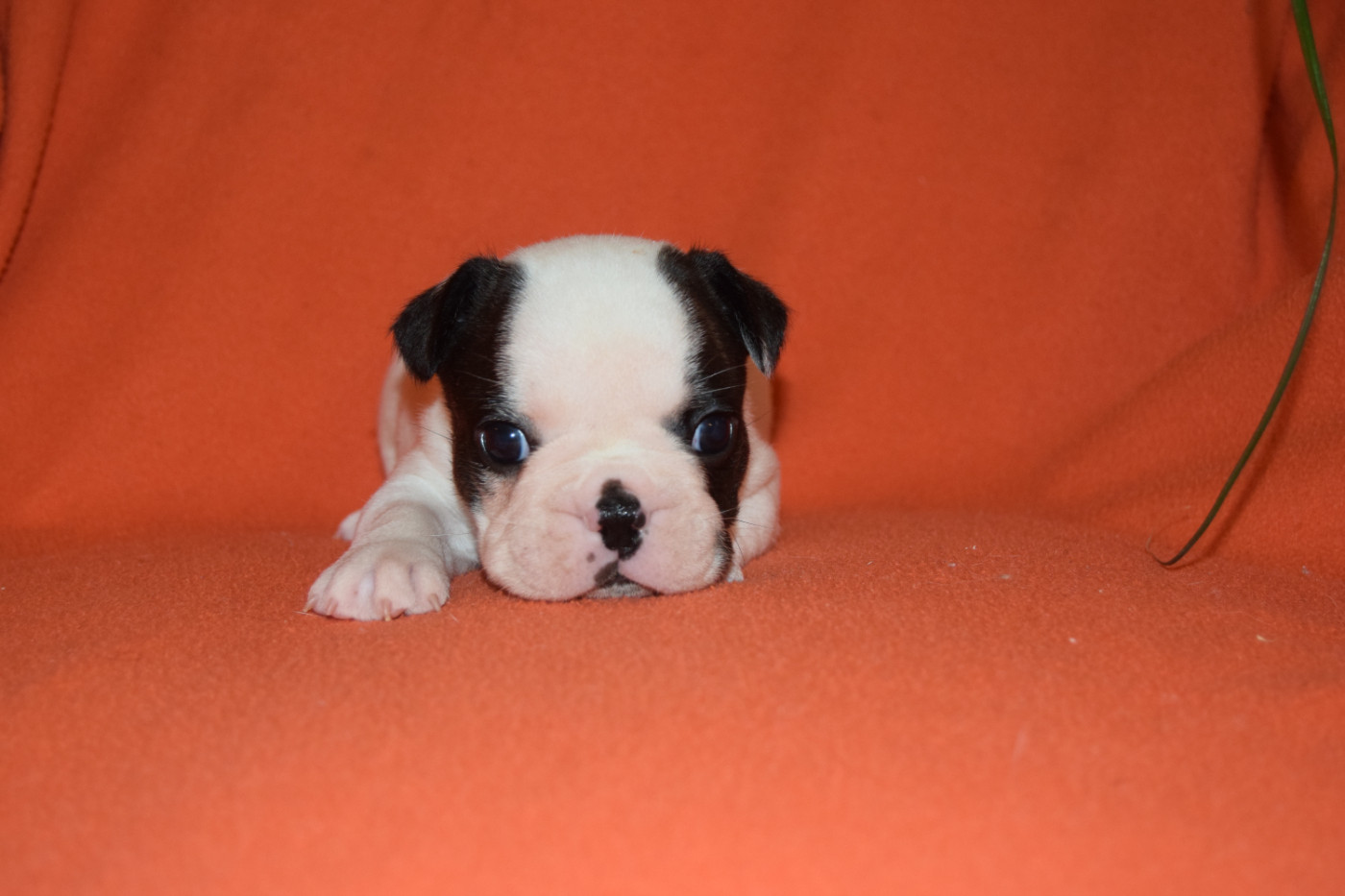 Nouvelles photos des chiots!