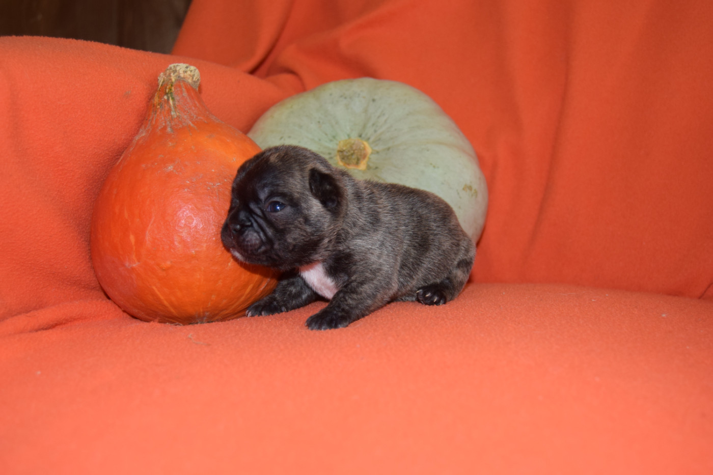 Première séance photo des chiots de Bonbon !