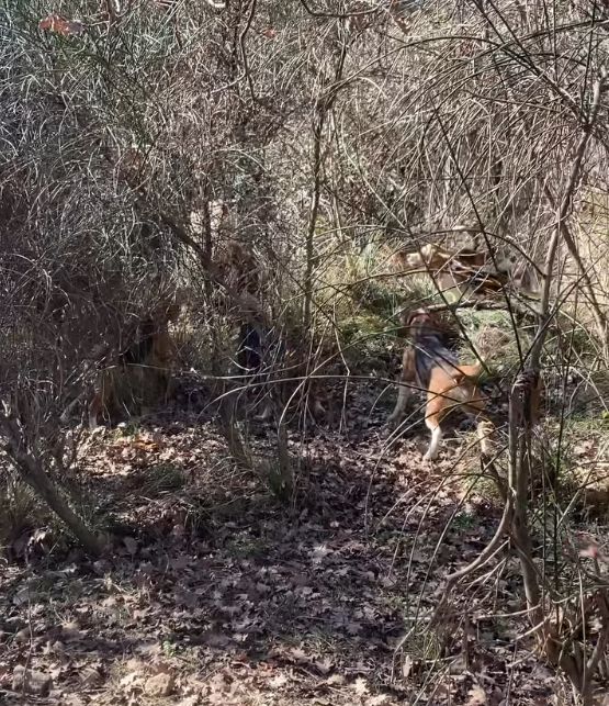 Séance entraînement au ferme sur sanglier