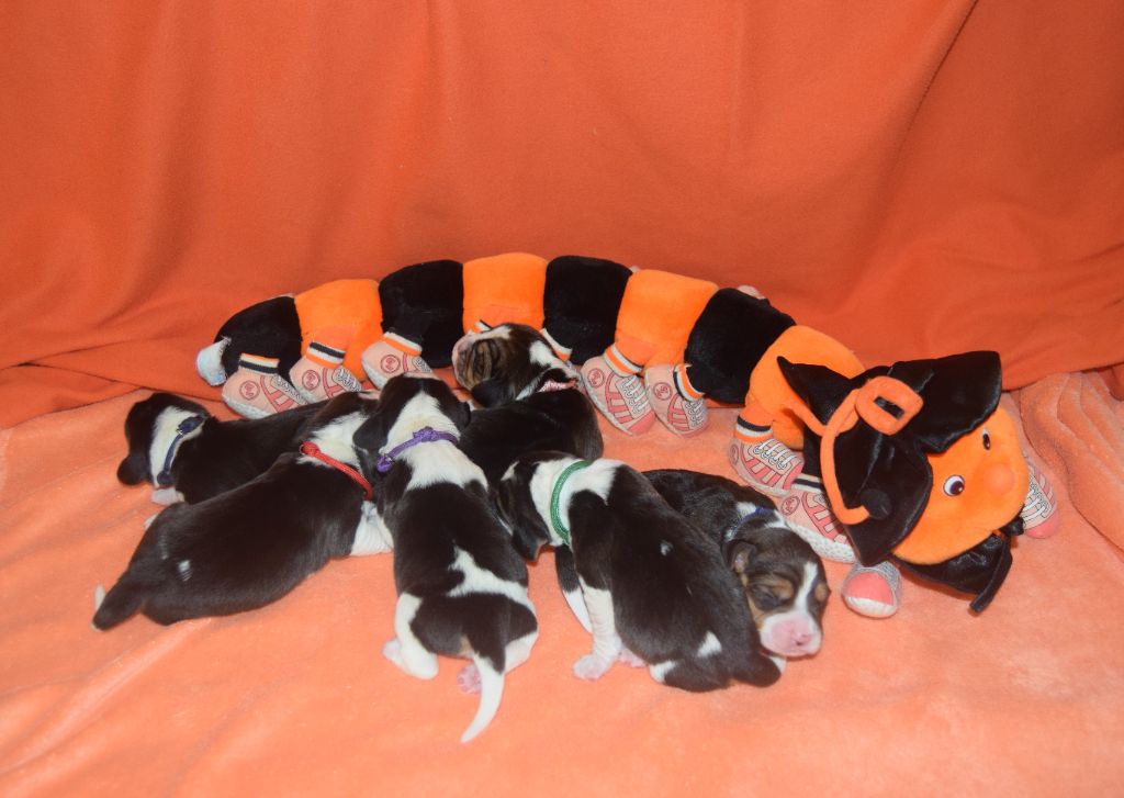 Bcbg Belle Carrure Belle Gueule - Carnet rose