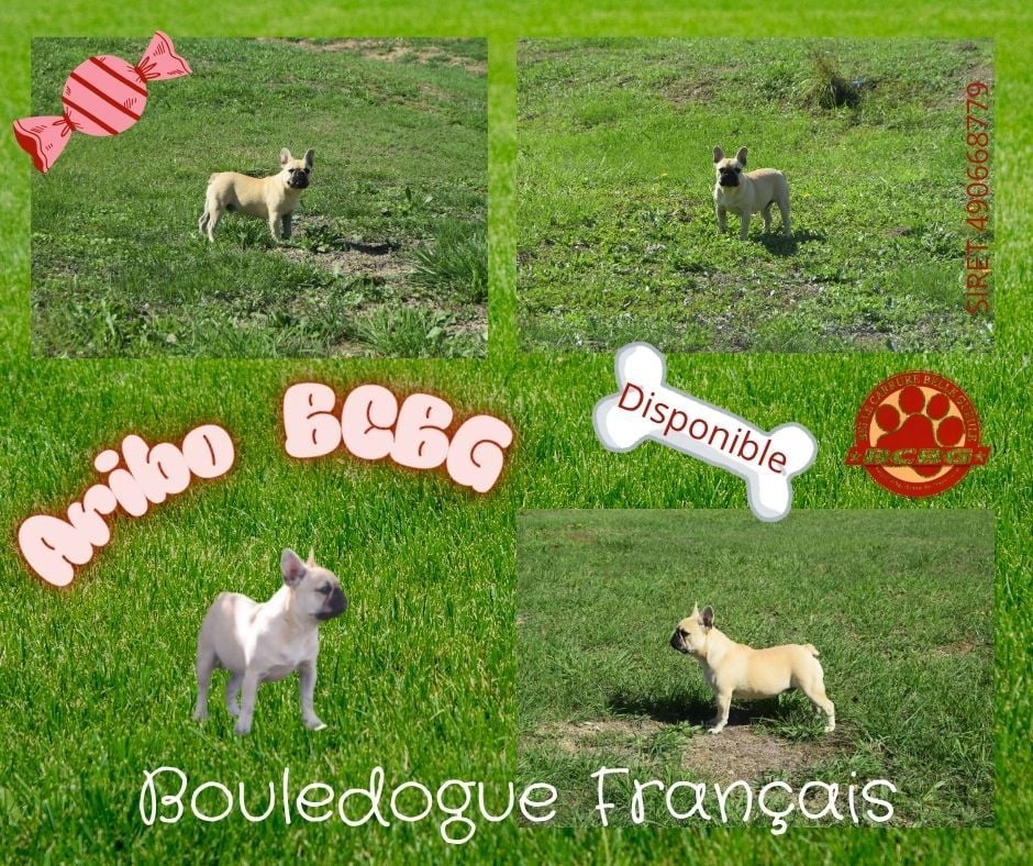 Bcbg Belle Carrure Belle Gueule - Nouvelle séance photo pour Aribo