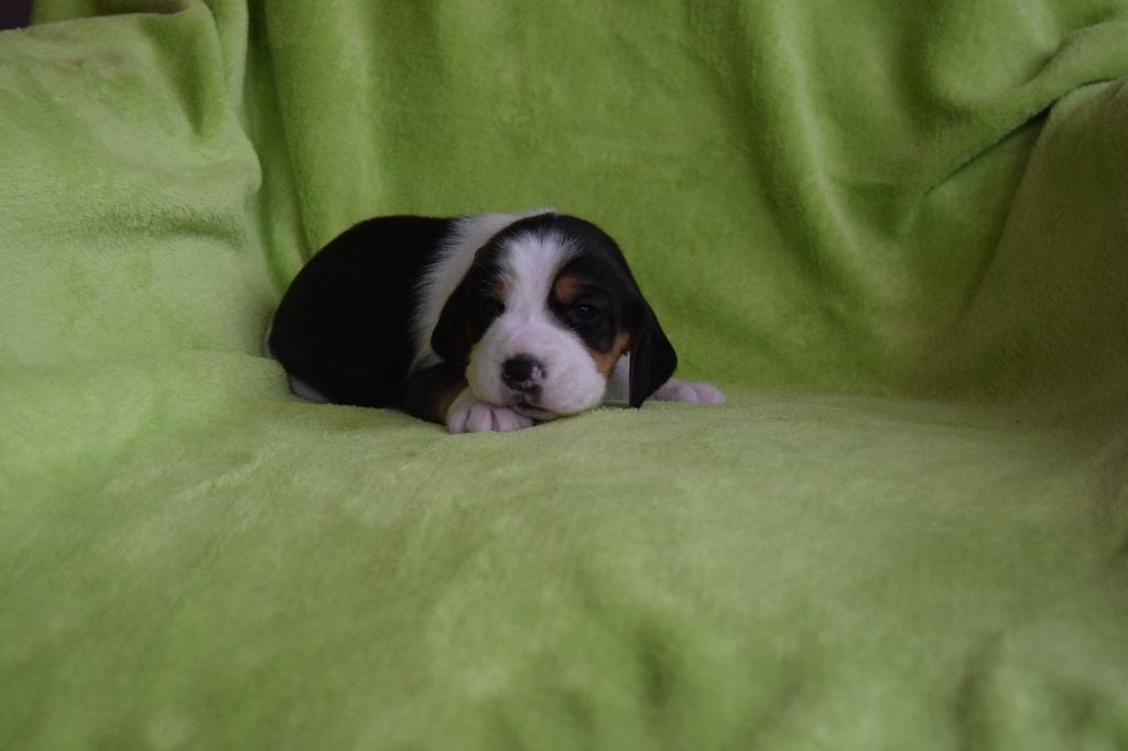 Bcbg Belle Carrure Belle Gueule - Nouvelle séance photos!