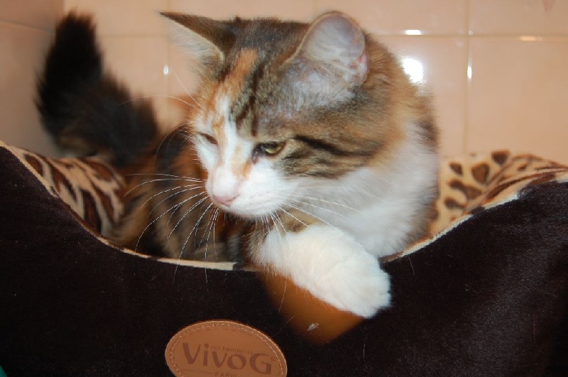 Ikhâ le chat