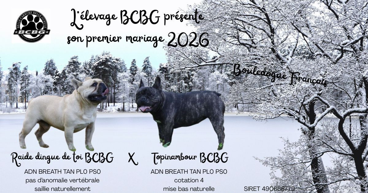 Portée Topinambour 27/02/2026