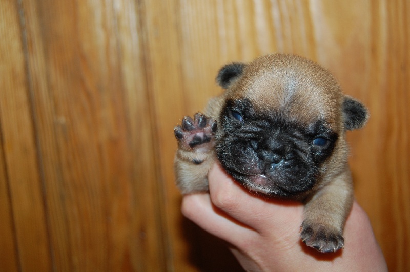 Portée Emmett 05/04/2012