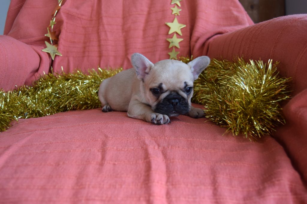 Portée Scarlett 20/11/21