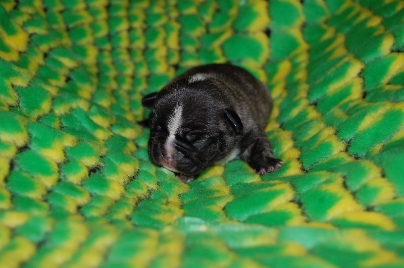 Portée Emmett 14/12/13