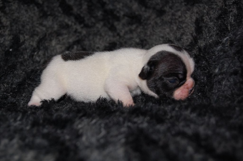 Portée Emmett x Erkan 21/05/15
