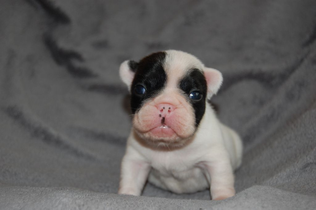 Portée Mini 13/10/19