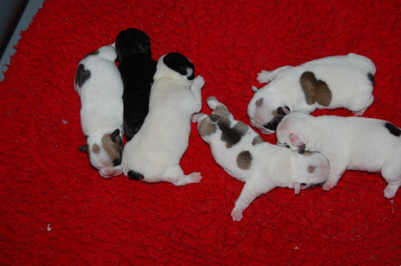 Portée First Love 5/02/2014