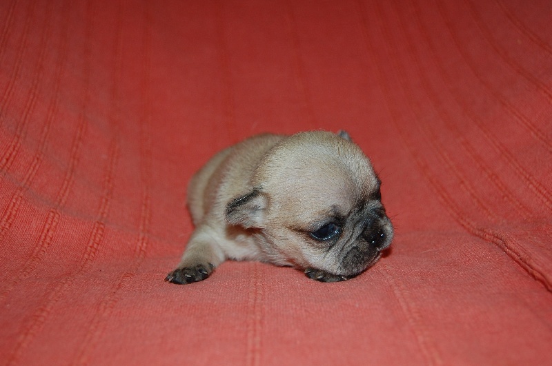 Portée First Love 7/7/2012