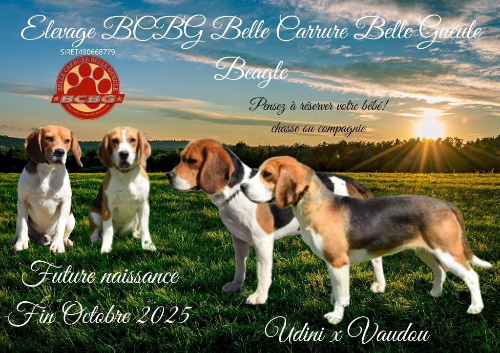 Portée Vaudou 28/10/2025