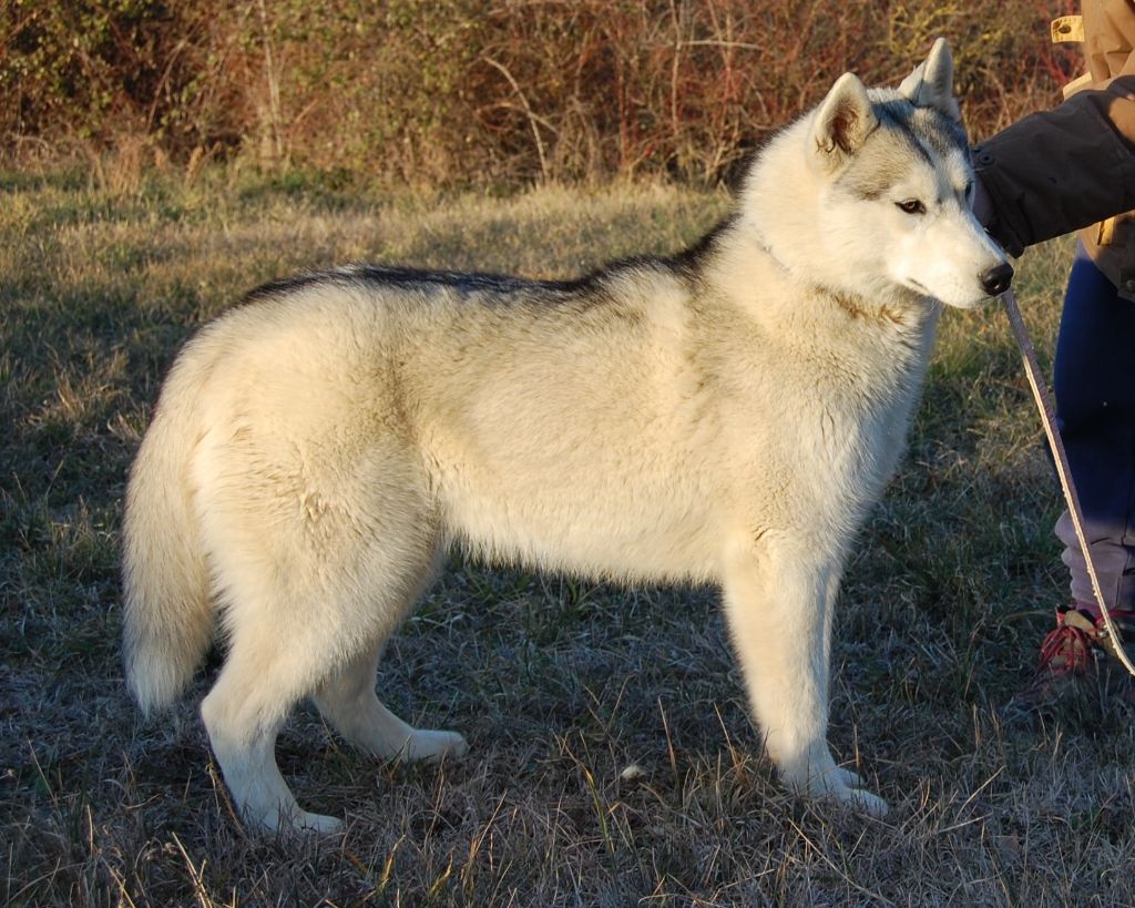 Bcbg Belle Carrure Belle Gueule - Siberian Husky - Portée née le 05/06/2018
