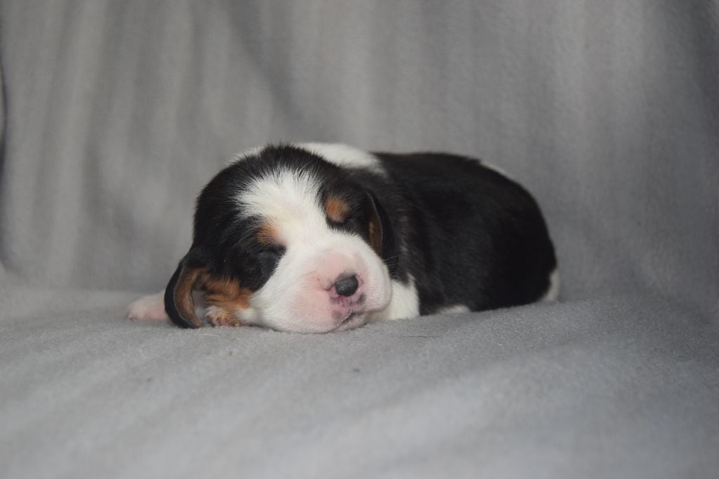 Bcbg Belle Carrure Belle Gueule - Chiots disponibles - Beagle