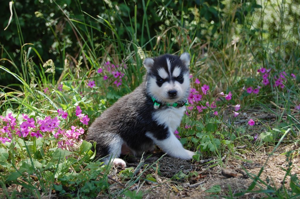 Bcbg Belle Carrure Belle Gueule - Siberian Husky - Portée née le 20/05/2019