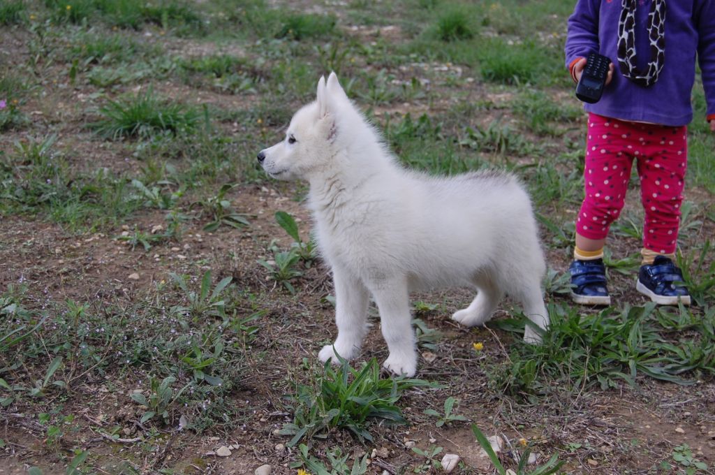 Bcbg Belle Carrure Belle Gueule - Siberian Husky - Portée née le 17/07/2020