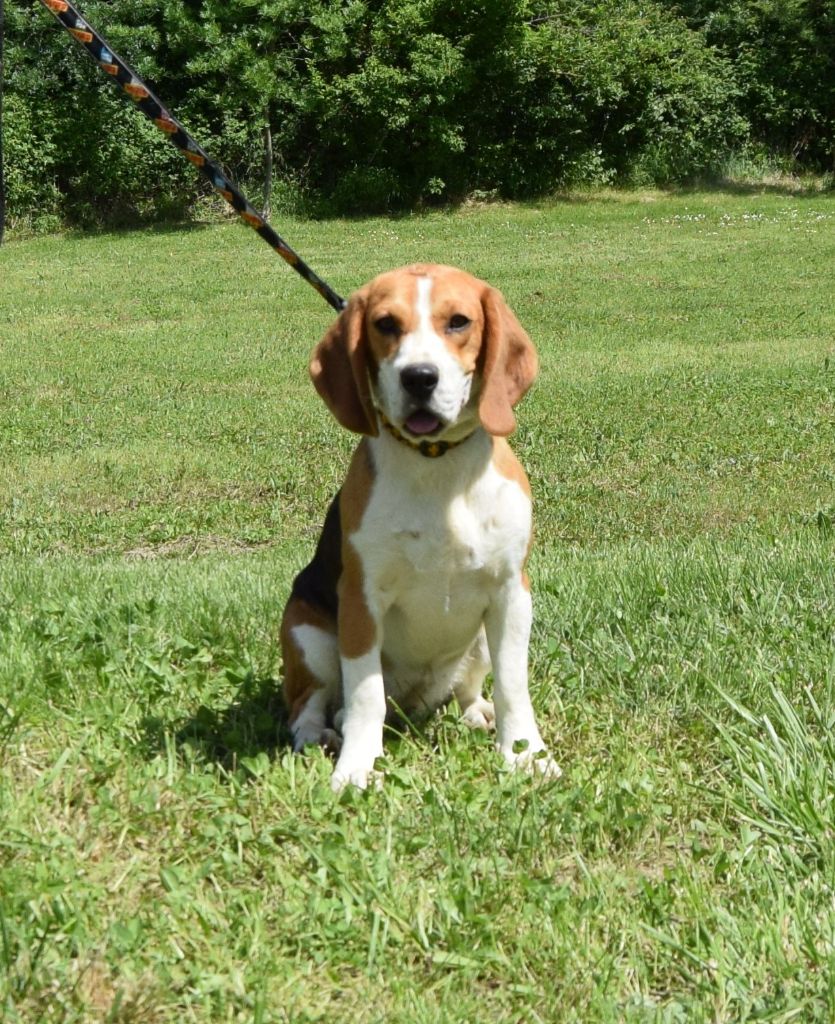 Bcbg Belle Carrure Belle Gueule - Chiots disponibles - Beagle