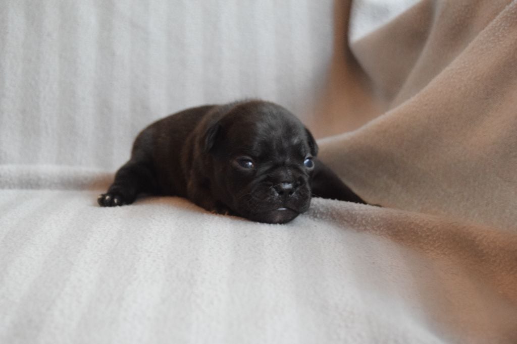 Bcbg Belle Carrure Belle Gueule - Chiots disponibles - Bouledogue français